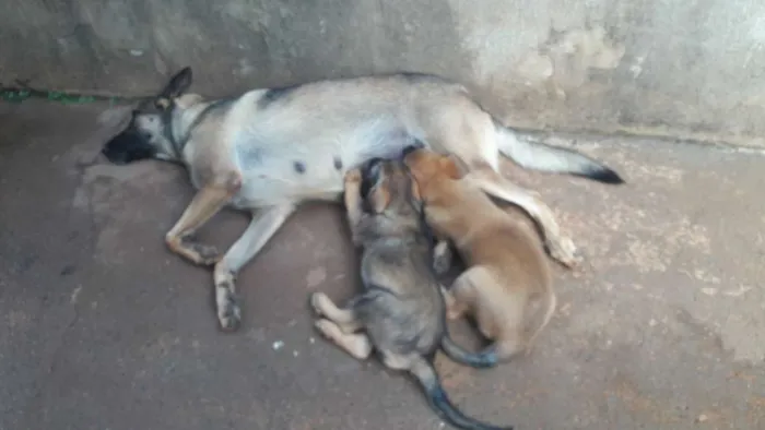 Cachorro ra a SDR  idade 2 a 6 meses nome Leoa