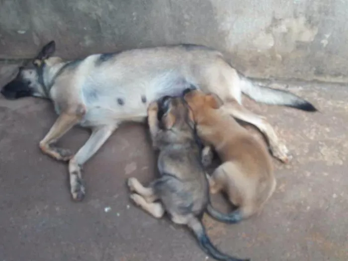 Cachorro ra a SDR  idade 2 a 6 meses nome Leoa