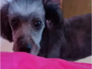 Cachorro raça Poodle idade 1 ano nome Minie