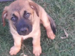 Cachorro raça SDR idade 2 a 6 meses nome pantera