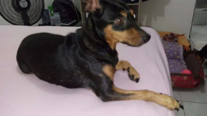 Cachorro raça Pinscher idade 6 ou mais anos nome Rannah e Brenda