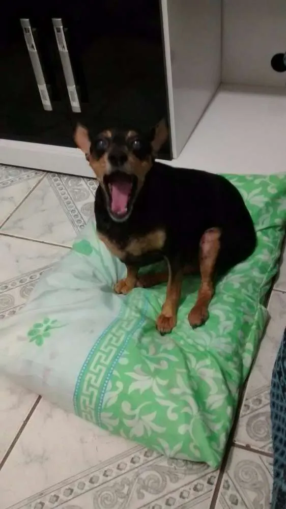 Cachorro raça Pinscher idade 6 ou mais anos nome Rannah e Brenda