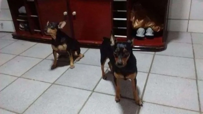 Cachorro raça Pinscher idade 6 ou mais anos nome Rannah e Brenda