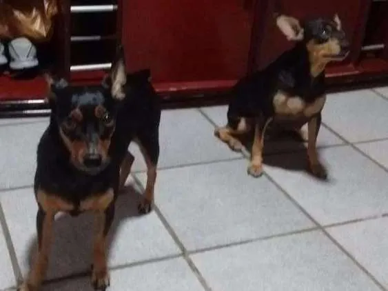 Cachorro raça Pinscher idade 6 ou mais anos nome Rannah e Brenda