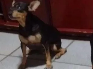 Cachorro raça Pinscher idade 6 ou mais anos nome Rannah e Brenda