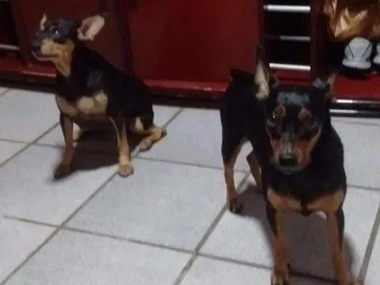 Cachorro raça Pinscher idade 6 ou mais anos nome Rannah e Brenda