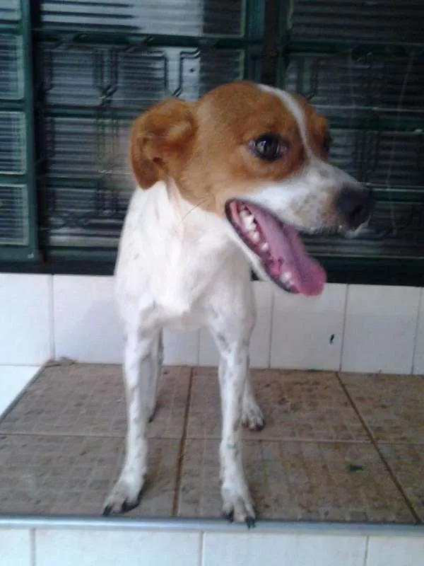 Cachorro ra a vira-lata fox idade 2 anos nome lord