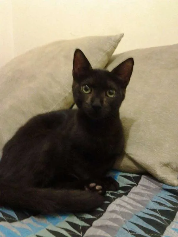 Gato ra a  idade 2 a 6 meses nome nino