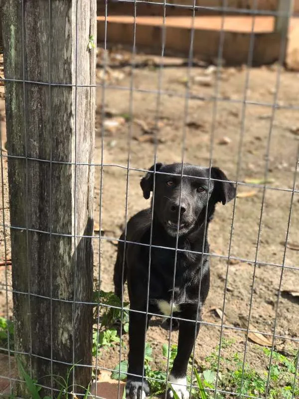 Cachorro ra a Viralata idade 2 anos nome Preto