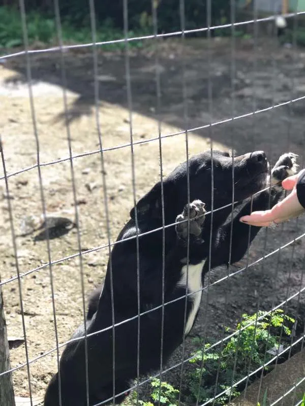 Cachorro ra a Viralata idade 2 anos nome Preto