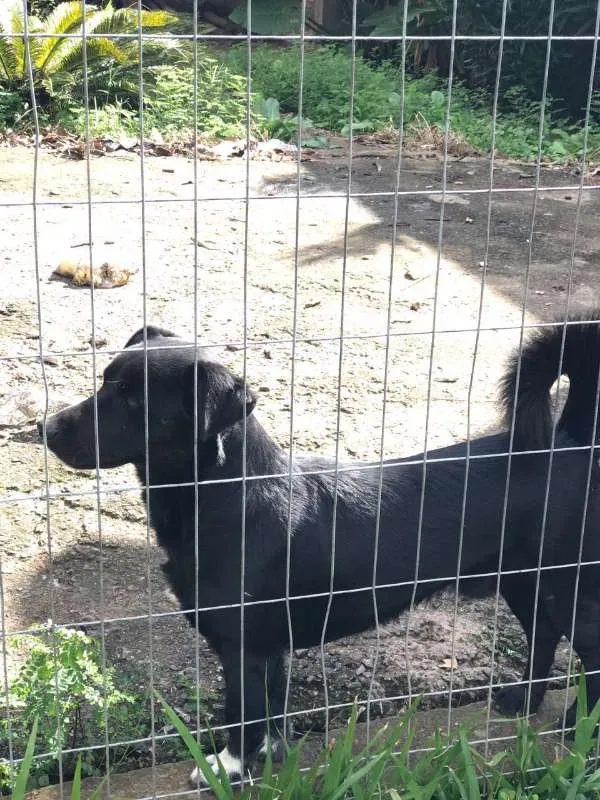 Cachorro ra a Viralata idade 2 anos nome Preto