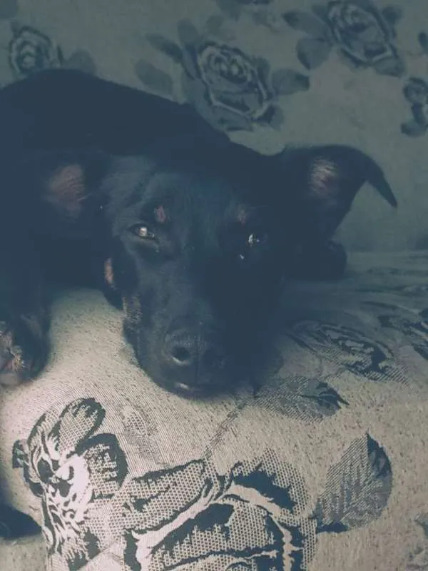 Cachorro ra a sem raça idade 7 a 11 meses nome Potter