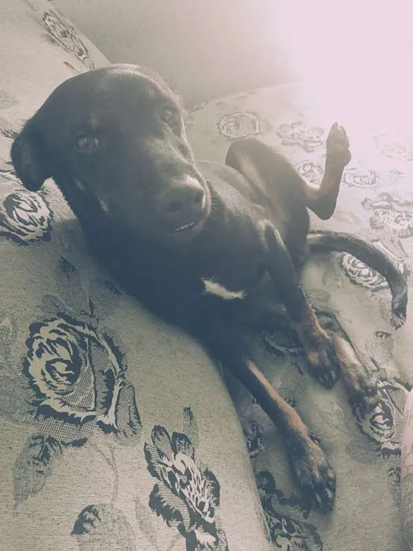Cachorro ra a sem raça idade 7 a 11 meses nome Potter