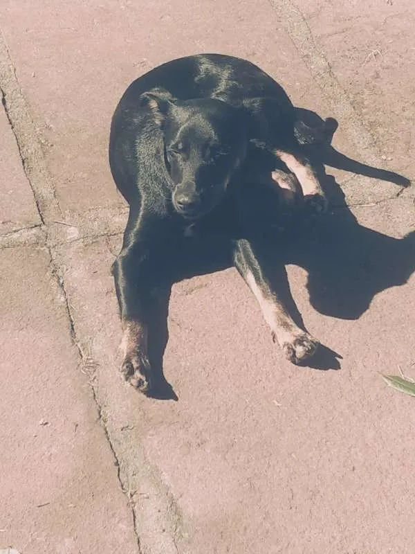 Cachorro ra a sem raça idade 7 a 11 meses nome Potter