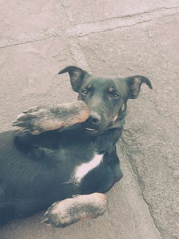 Cachorro ra a sem raça idade 7 a 11 meses nome Potter