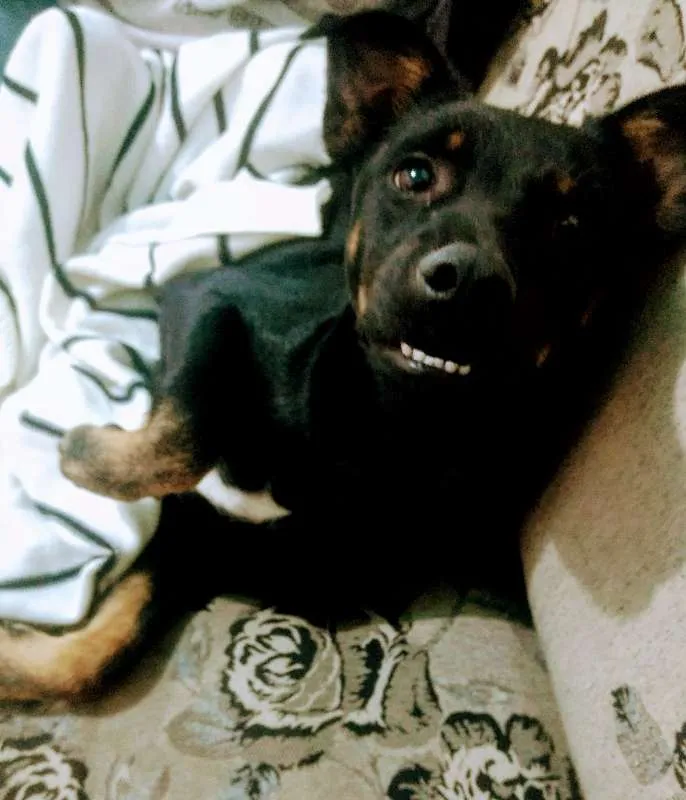 Cachorro ra a sem raça idade 7 a 11 meses nome Potter