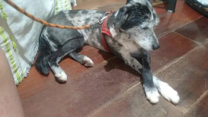 Cachorro ra a SRD idade 3 anos nome Flocos