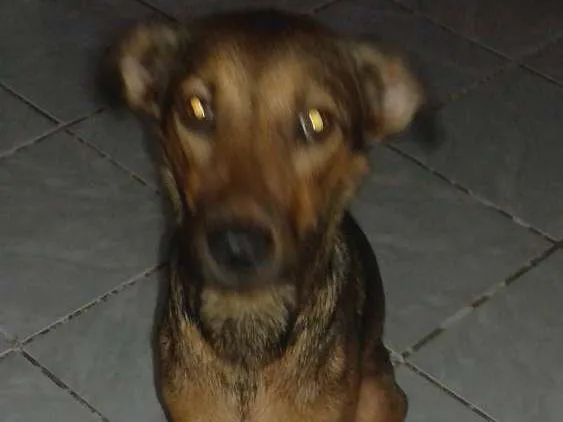 Cachorro ra a Vila lata idade 1 ano nome Nick