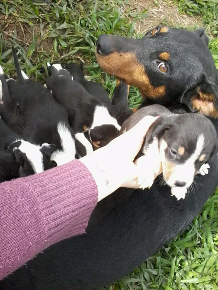 Cachorro ra a Vira lata  idade Abaixo de 2 meses nome Sem nomes