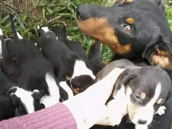 Cachorro ra a Vira lata  idade Abaixo de 2 meses nome Sem nomes