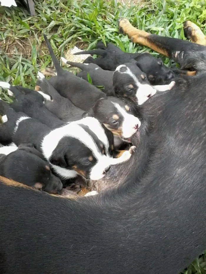 Cachorro ra a Vira lata  idade Abaixo de 2 meses nome Sem nomes