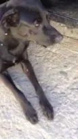 Neguinho