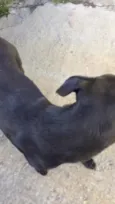 Neguinho