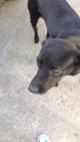 Neguinho