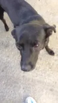 Neguinho