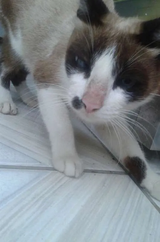 Gato ra a Siamês e vira lata idade 2 anos nome Kitta e Flor