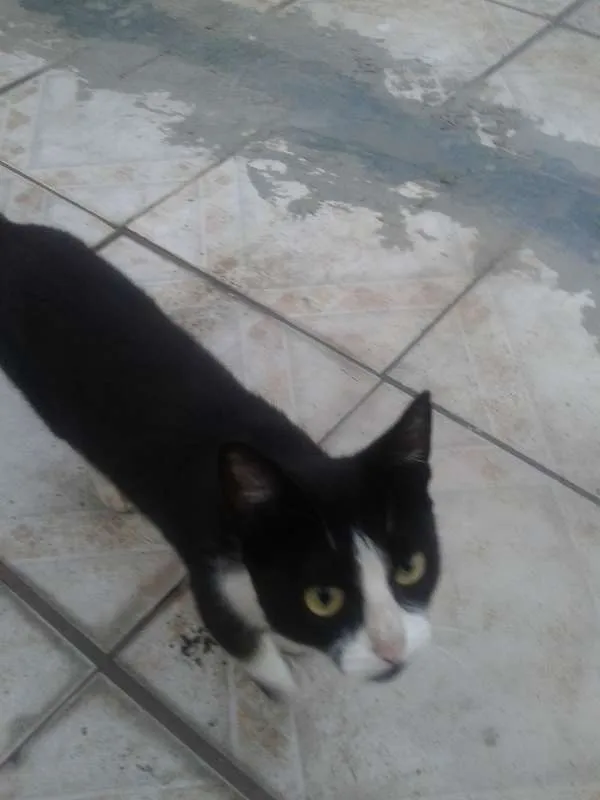 Gato ra a Siamês e vira lata idade 2 anos nome Kitta e Flor