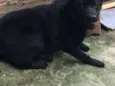 Rabito temporário 