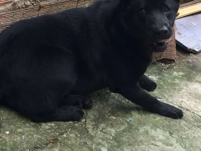 Cachorro ra a Não sei ao certo  idade 7 a 11 meses nome Rabito temporário 