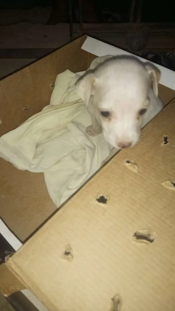 Cachorro ra a Não sei idade Abaixo de 2 meses nome Elza Frozen de leite