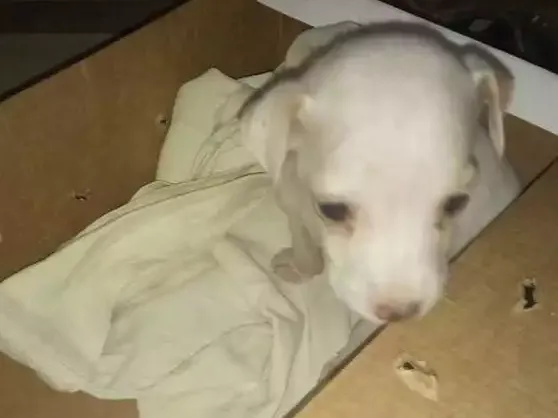Cachorro ra a Não sei idade Abaixo de 2 meses nome Elza Frozen de leite