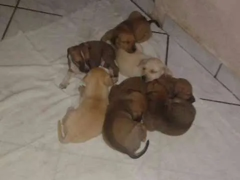 Cachorro raça sem raça idade Abaixo de 2 meses nome Sem nome
