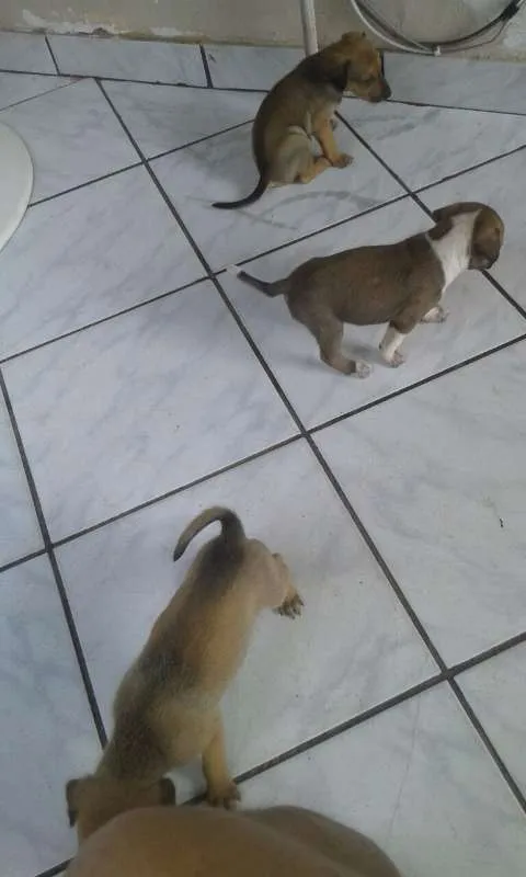 Cachorro raça sem raça idade Abaixo de 2 meses nome Sem nome