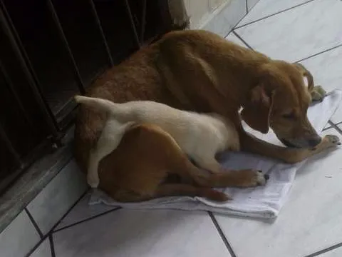 Cachorro raça sem raça idade Abaixo de 2 meses nome Sem nome