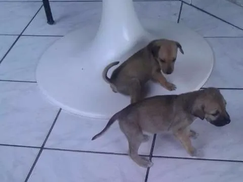 Cachorro raça sem raça idade Abaixo de 2 meses nome Sem nome