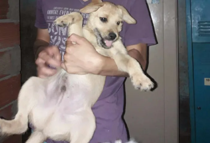 Cachorro raça Raça indefinida idade 2 a 6 meses nome Ainda sem nome