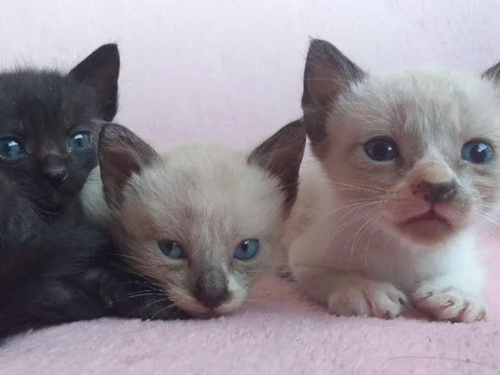 Gato ra a  idade Abaixo de 2 meses nome Sem nome