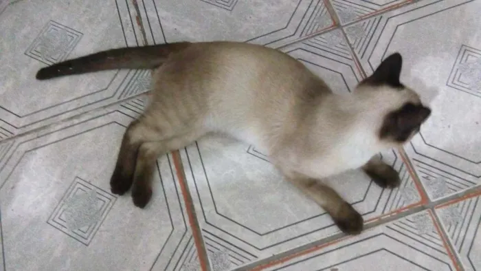 Gato ra a Siames idade 2 a 6 meses nome Sem nome