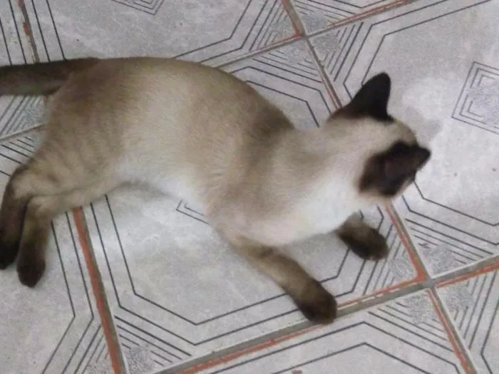 Gato ra a Siames idade 2 a 6 meses nome Sem nome