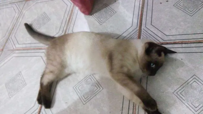 Gato ra a Siames idade 2 a 6 meses nome Sem nome