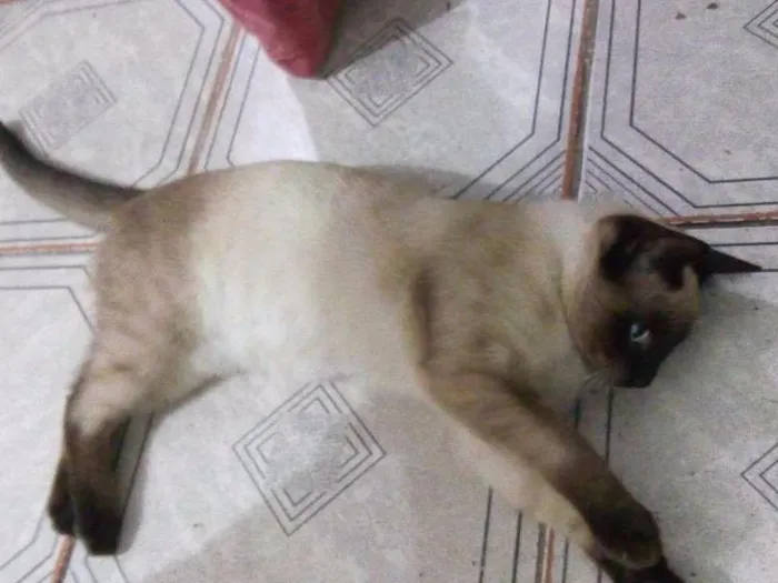 Gato ra a Siames idade 2 a 6 meses nome Sem nome