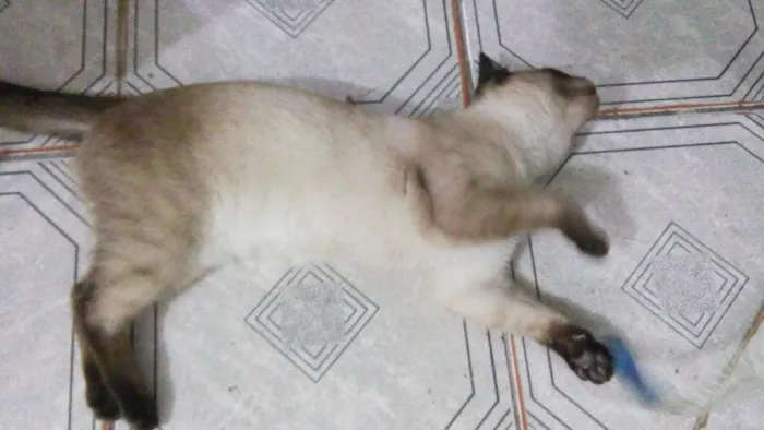 Gato ra a Siames idade 2 a 6 meses nome Sem nome