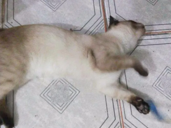 Gato ra a Siames idade 2 a 6 meses nome Sem nome