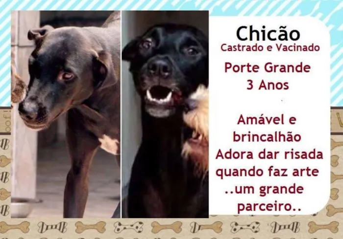 Cachorro raça SRD idade 3 anos nome Chicao
