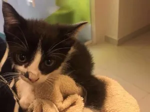 Gato raça SRD idade 2 a 6 meses nome Frajola