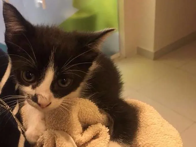Gato ra a SRD idade 2 a 6 meses nome Frajola